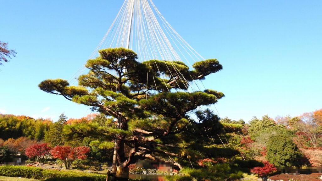 国営昭和記念公園　日本庭園