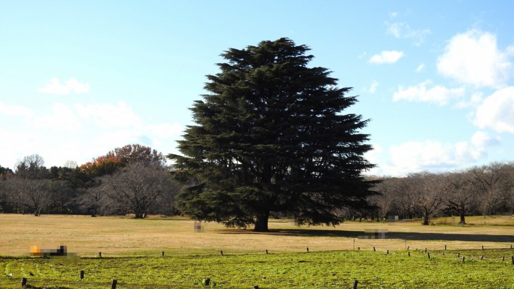 国営昭和記念公園　みんなの原っぱ