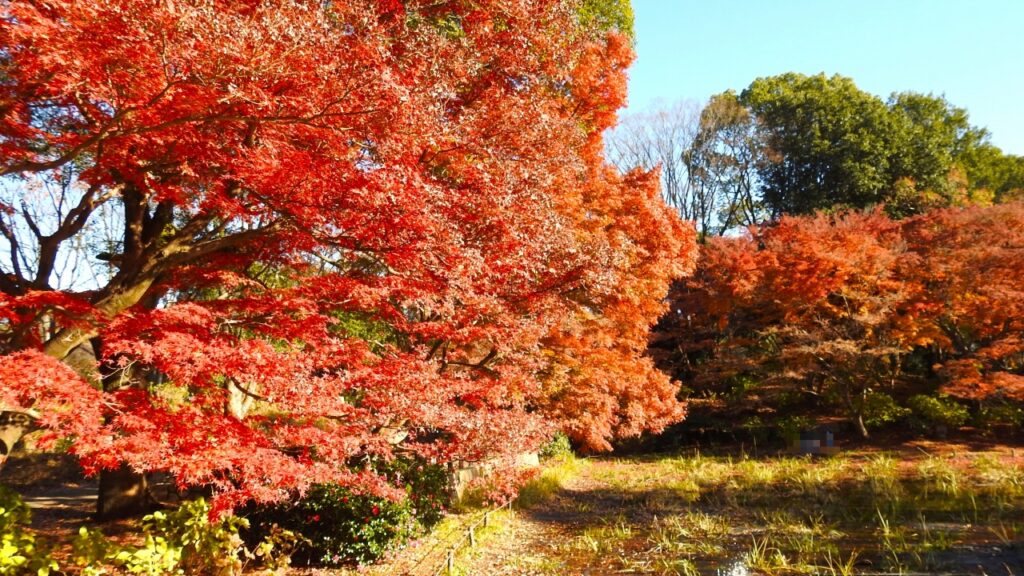 国営昭和記念公園