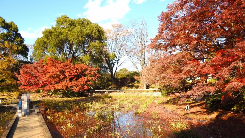 国営昭和記念公園