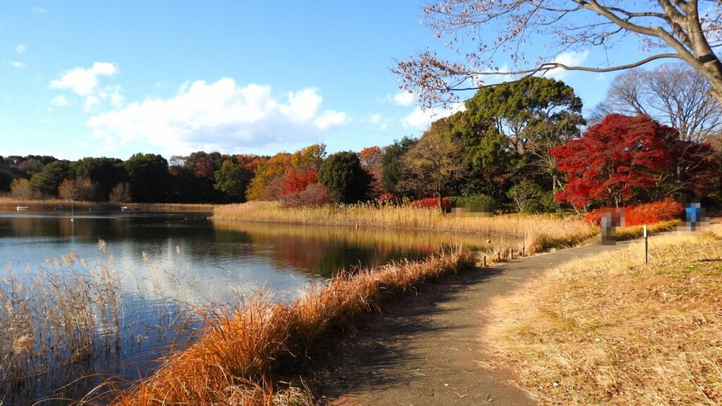 国営昭和記念公園　水鳥の池