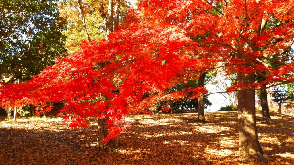 国営昭和記念公園