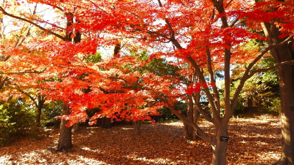 国営昭和記念公園