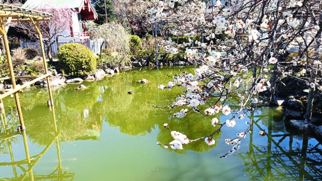 亀戸天神社