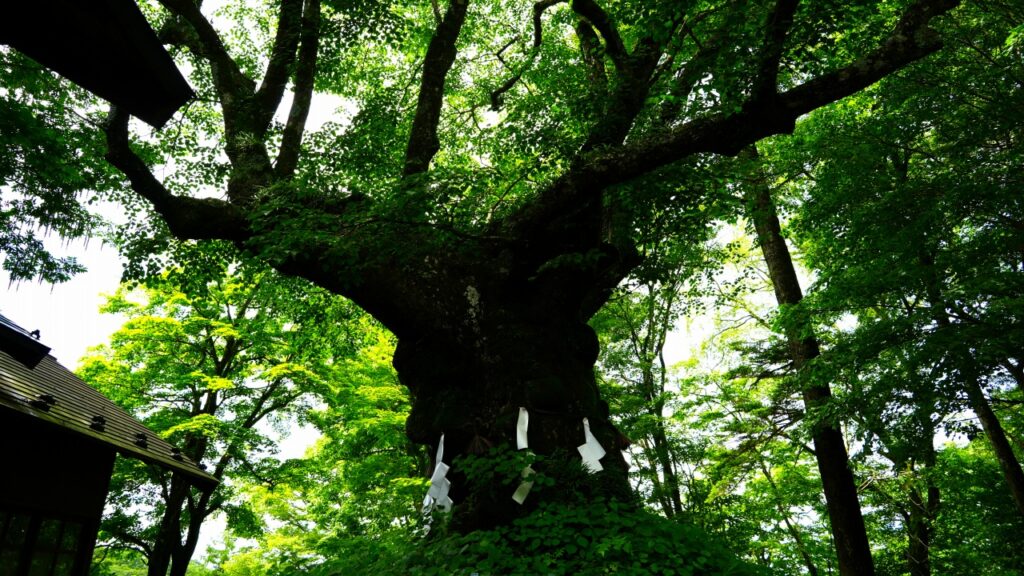 軽井沢 熊野皇大神社のシナノキ