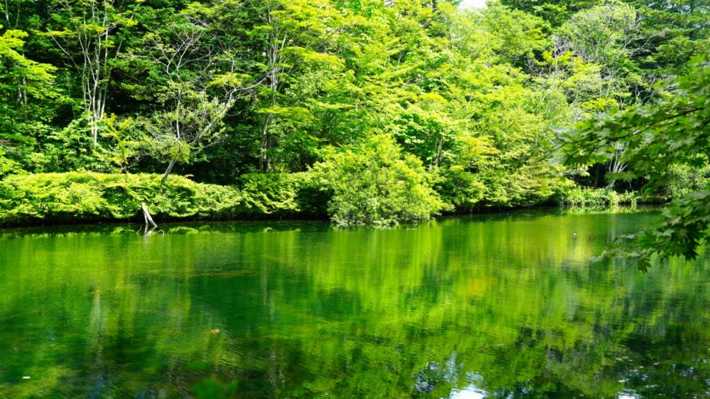 軽井沢 雲場池