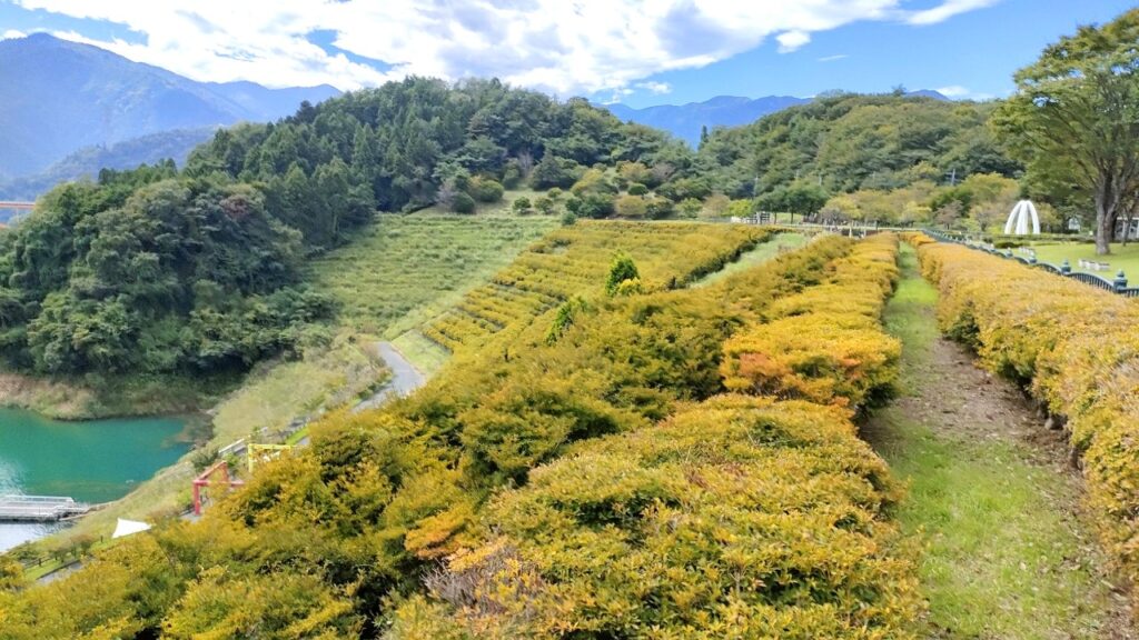 宮ヶ瀬湖　鳥居原園地